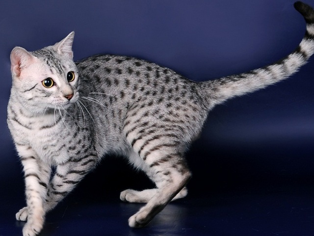 Породы кошек в Качканаре | ЗооТом портал о животных