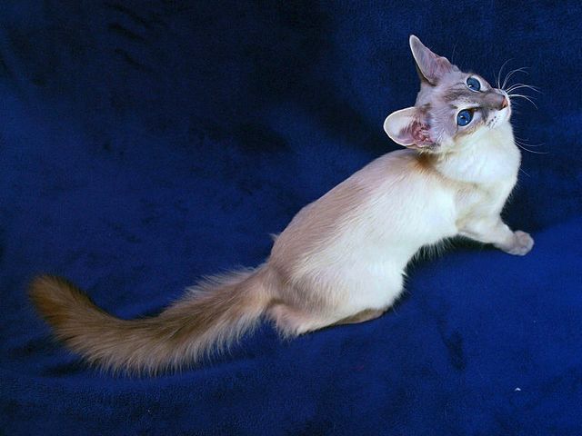 Выведенные породы кошек в Качканаре | ЗооТом портал о животных