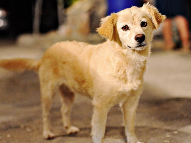 Породы собак в Качканаре | ЗооТом портал о животных