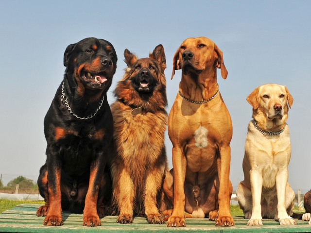 Крупные породы собак в Качканаре | ЗооТом портал о животных